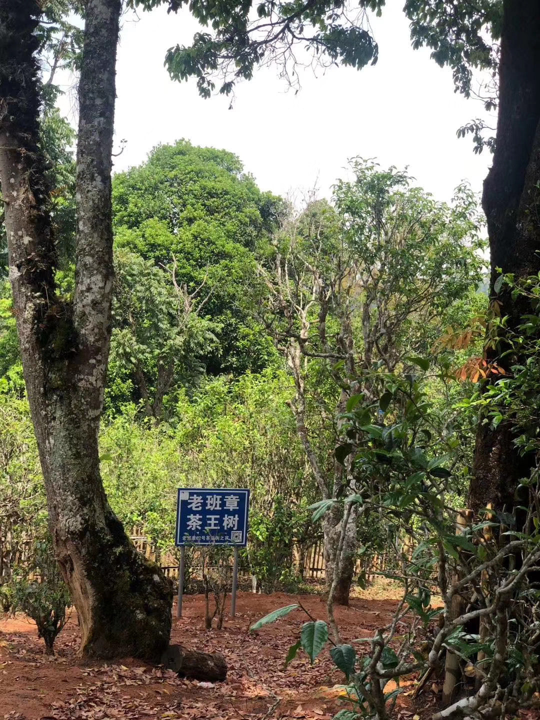 Sign in a forest with trees and greenery