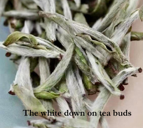 The_white_down_on_tea_buds 500 2