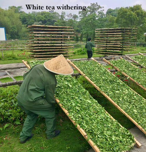 White_tea_withering 500