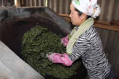 Harvesting Pu-Erh Tea Leaves