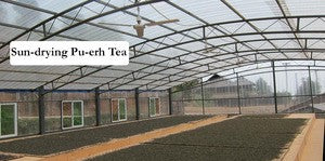 Green Tea or Raw Pu-erh?