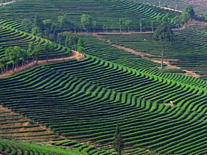 Cultivation of Pu-erh Teas