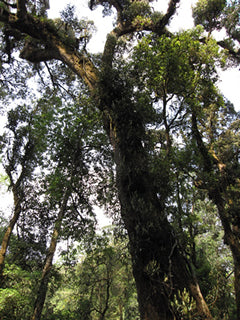 Tea Mastery - Old Trees