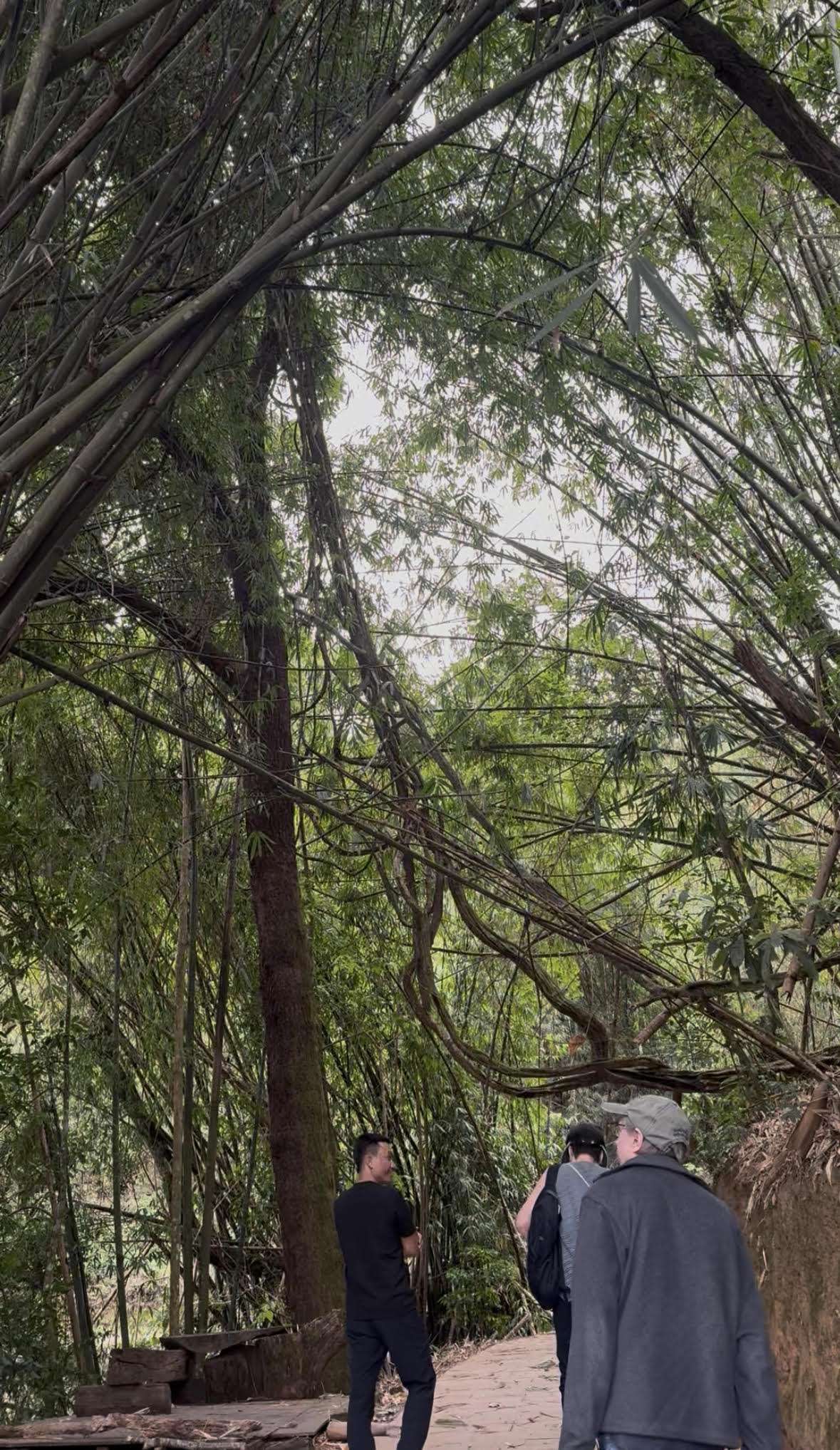 A group of people walking along a path under a dense canopy of bamboo trees.