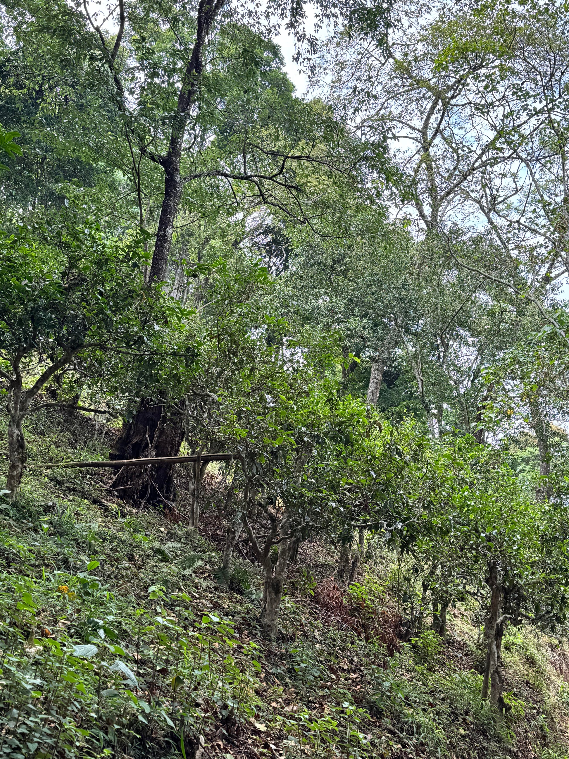 A dense, green forested hillside with tall trees, tea trees, undergrowth, and dappled natural light filtering through the canopy.