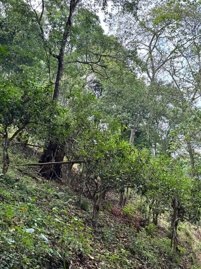 A dense, green forested hillside with tall trees, tea trees, undergrowth, and dappled natural light filtering through the canopy.