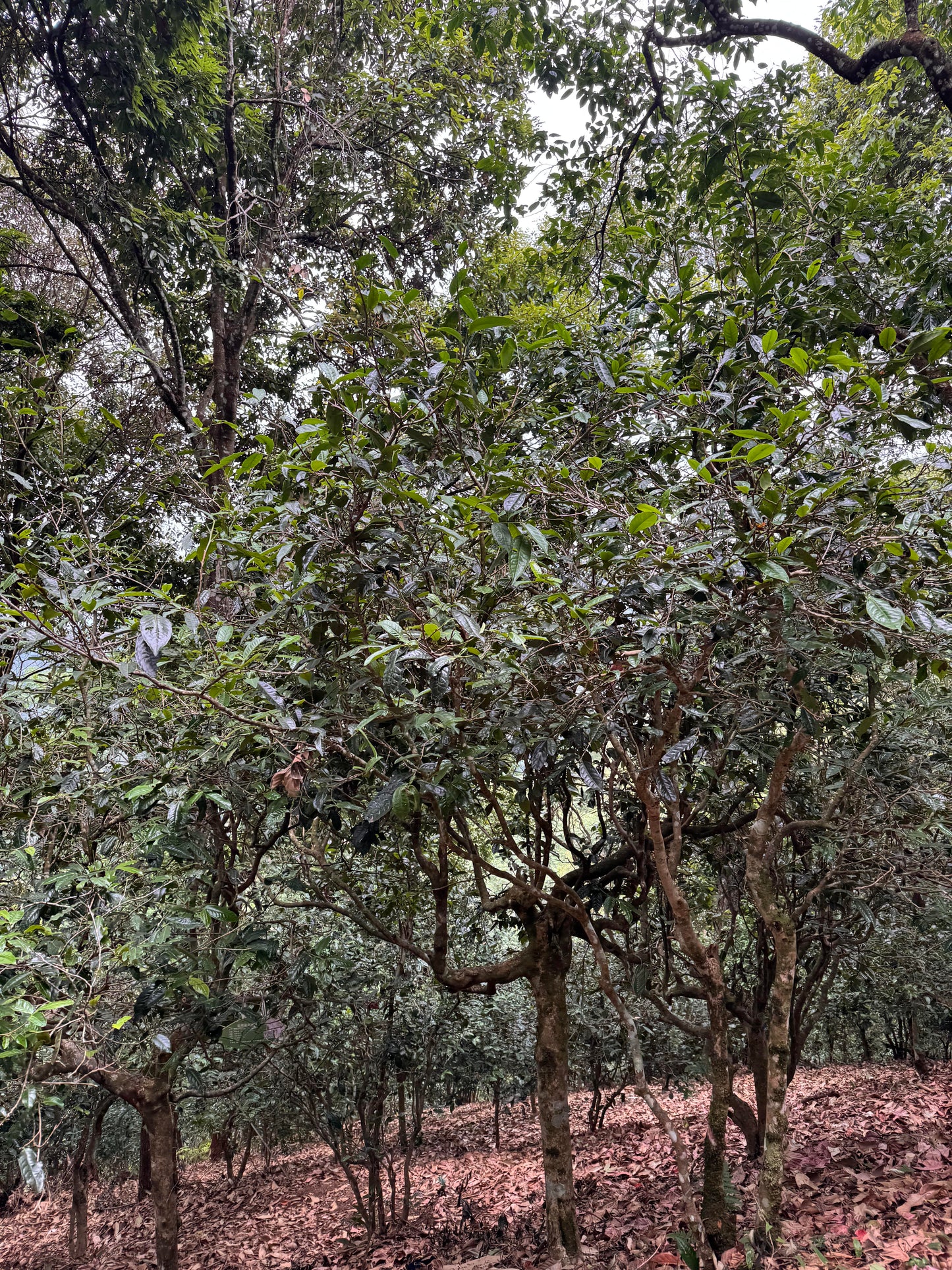 A dense grove of leafy green tea trees with brown trunks, photographed outdoors in a wooded or orchard-like setting.