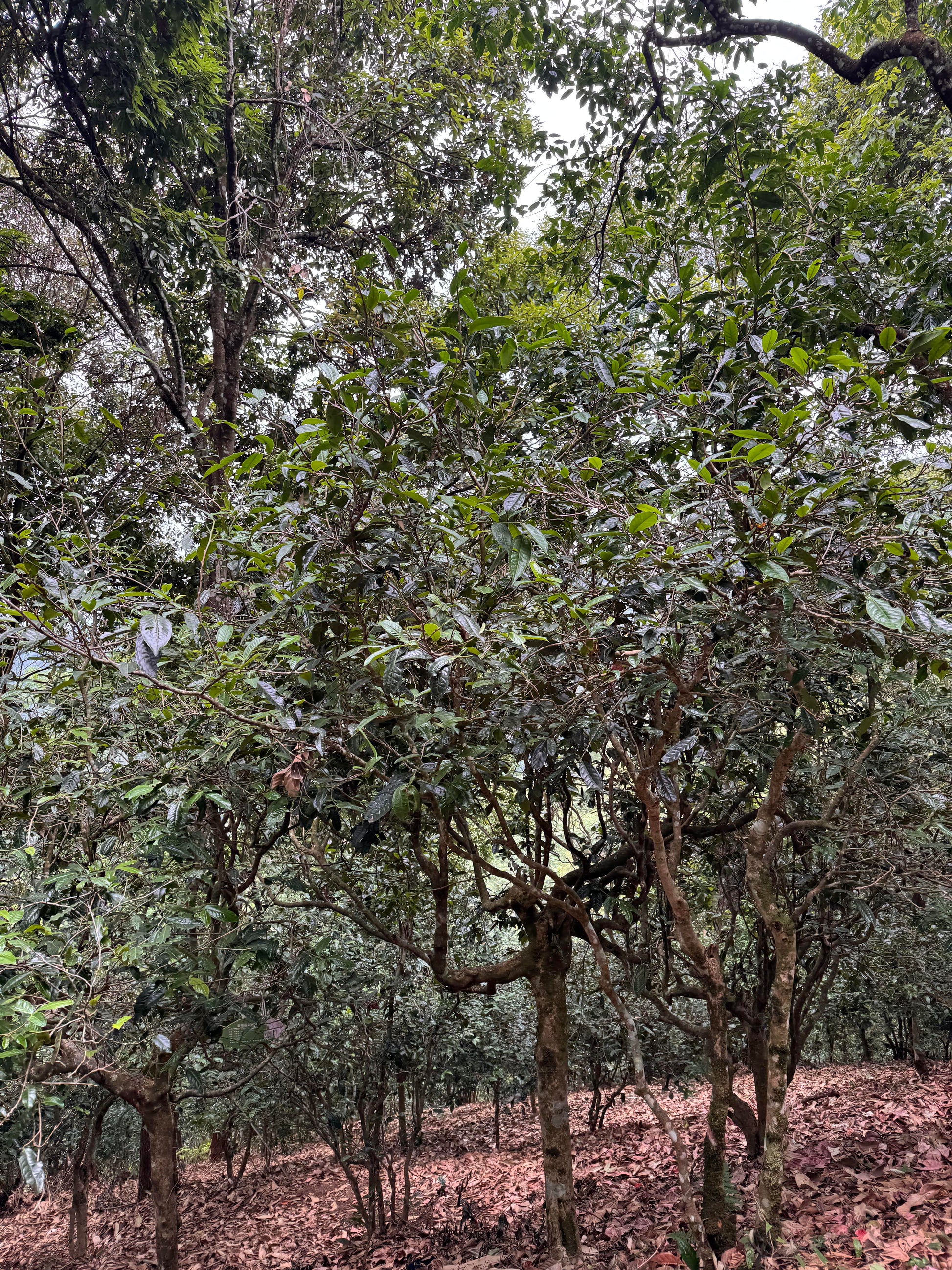 A dense grove of leafy green tea trees with brown trunks, photographed outdoors in a wooded or orchard-like setting.