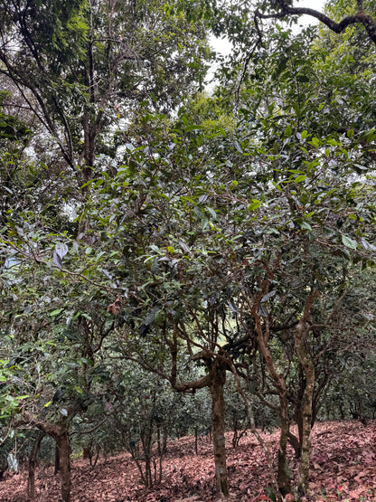 A dense grove of leafy green tea trees with brown trunks, photographed outdoors in a wooded or orchard-like setting.