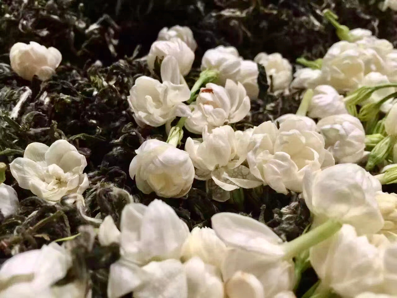 Close-up of white flowers on dark green leaves
