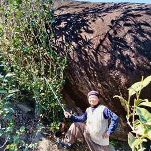 Person sitting next to a large rock with a stick, surrounded by greenery