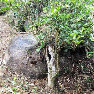 Small tree growing next to a large rock in a natural setting
