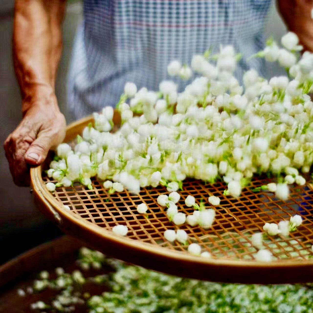 Person tossing a tray of white flowers