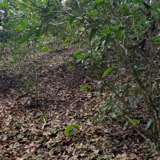 Walking through a tea forest in Nannuo, Bana owner Wendy Chen guided by tea farmer and producer Ah Tu.