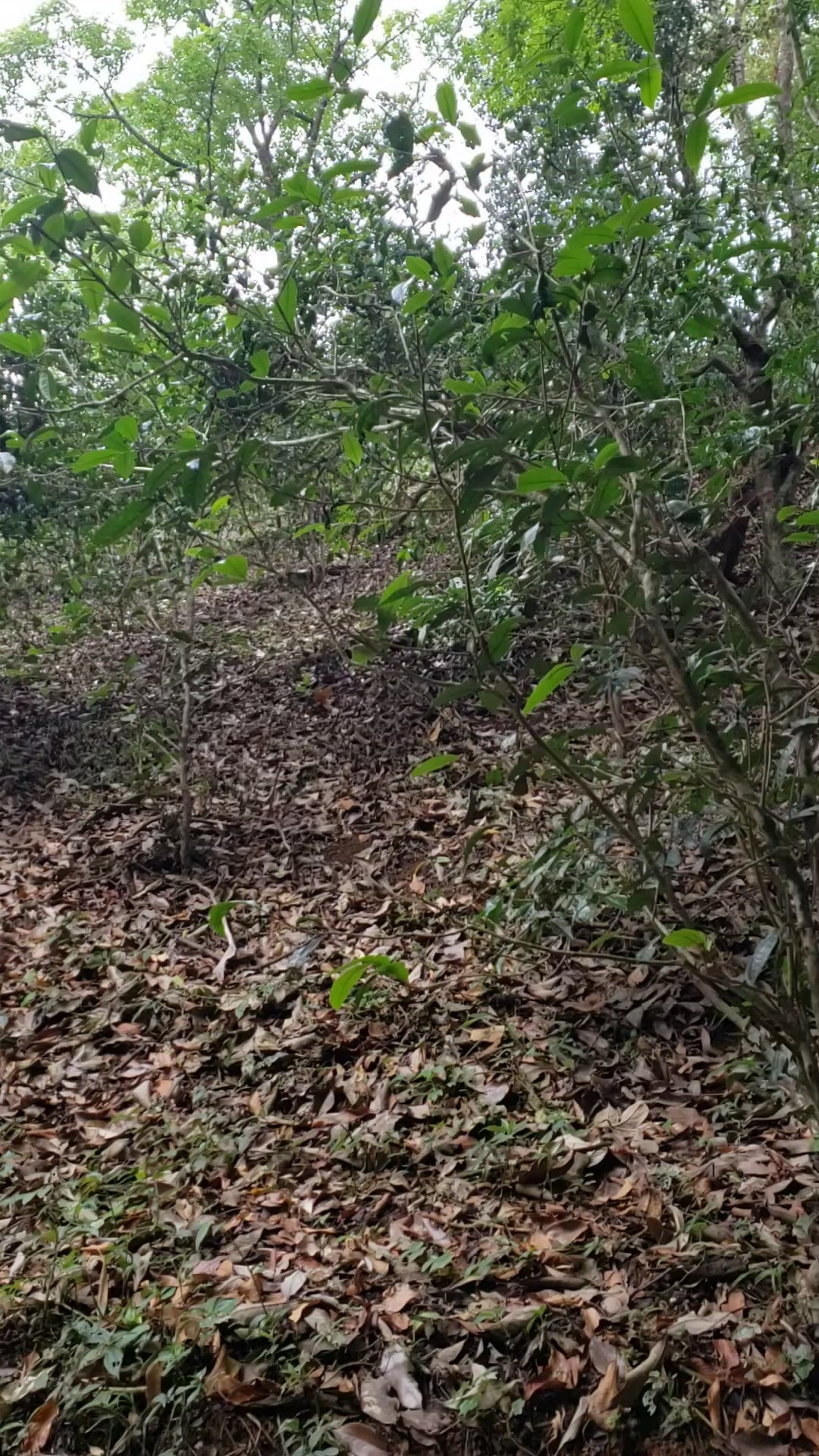 Walking through a tea forest in Nannuo, Bana owner Wendy Chen guided by tea farmer and producer Ah Tu.