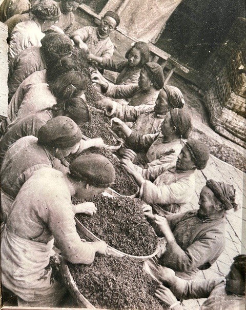 Workers sorting out old leaves in the 50s